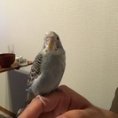 セキセイインコ可愛がってくれる方の画像