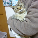 【子猫】元気っこ！キジトラくん【4～5カ月程】 - 岡山市