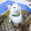【子猫】人懐っこい白猫の女の子【4～5カ月程】 - 岡山市