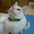 【子猫】人懐っこい白猫の女の子【4～5カ月程】 - 猫