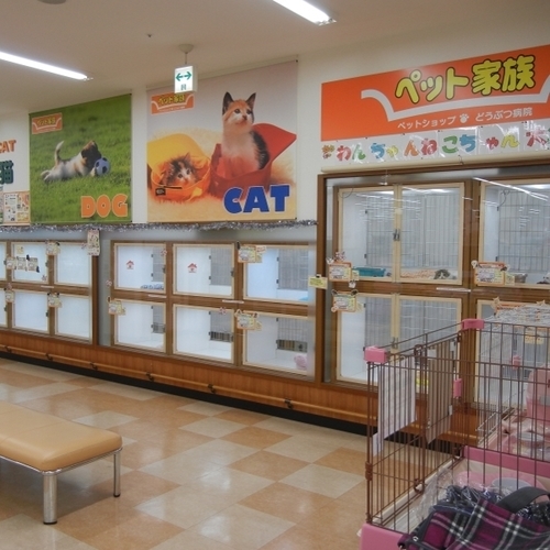 ペットショップstaff 資格不要 カワイイ動物たちに囲まれてお仕事 犬や猫などペットの販売や管理 店舗運営 マネジメント 月給 Uc 矢野口のその他の正社員の求人情報 ペット家族 稲城押立店 ジモティー