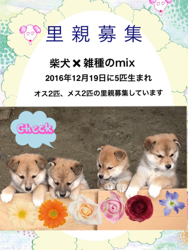 柴犬と雑種のmix子犬 受付再開 かよりん 糸島の犬の里親募集 ジモティー