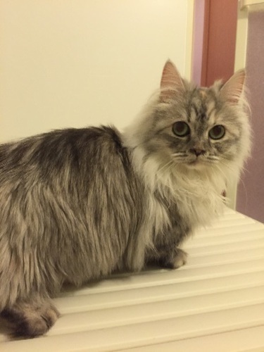 マンチカン ロングヘアー まめ 名古屋の猫の里親募集 ジモティー