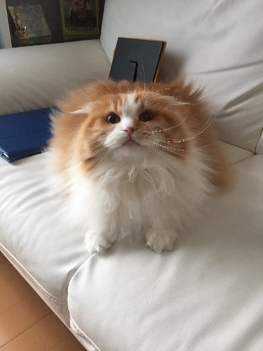 スコティッシュフォールド まめ 名古屋の猫の里親募集 ジモティー