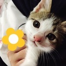 抱っこ大好き子猫ちゃん