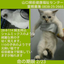 飼い主持ち込み‼️まだ幼いようです。命の期限2/23の画像