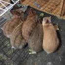 ネザーランドドワーフの子ウサギ 4羽の画像