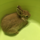 ネザーランドドワーフの子ウサギ 4羽 − 神奈川県