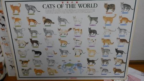 犬の系統図世界の猫壁かけ板状ポスター うえ 帯広のインテリア雑貨 小物 その他 の中古あげます 譲ります ジモティーで不用品の処分