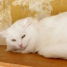【決定しました　ありがとうございました】真っ白ふさふさの長毛美猫　頭にだけ薄いグレーのＶ模様がはいってます★ - 木更津市