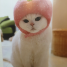 猫ケージを探しております。の画像