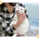 超～癒やし系太めの白猫ちゃん（保護猫）の里親募集です - 船橋市