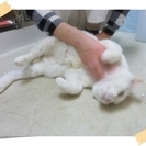 超～癒やし系太めの白猫ちゃん（保護猫）の里親募集です − 千葉県