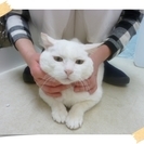 超～癒やし系太めの白猫ちゃん（保護猫）の里親募集です - 猫