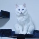 超～美系で長毛の白猫ちゃん（保護猫）の里親募集です - 船橋市