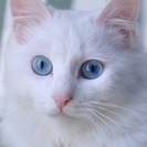 超～美系で長毛の白猫ちゃん（保護猫）の里親募集です - 里親募集