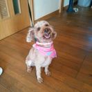 里親さんを募集しています。 - 犬