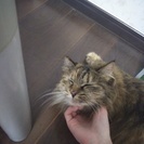 『募集一時停止』ふわふわ長毛の甘えん坊猫 − 東京都
