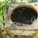 今では珍しい天然石の水鉢