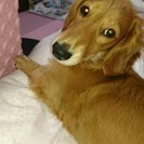 ミニチュアダックスフンド　女の子　9ヶ月 - 犬