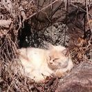 捨てられて公園にいるねこたち里親募集中 - 東松山市