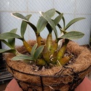 ラン：タイミンセッコクのハンギングバスケット植えです。