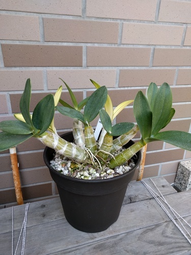 ラン：斑入りのDen.speciosum:タイミンセッコク（丹頂鶴）です。