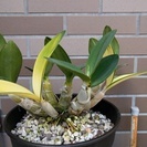 ラン：斑入りのDen.speciosum:タイミンセッコク（丹頂鶴）です。