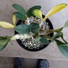 ラン：斑入りのDen.speciosum:タイミンセッコク（丹頂鶴）です。