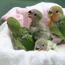 コザクラインコ