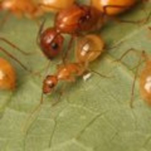 （Camponotus turkestanus）珍