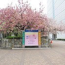 【当日現金払い】4/20　桜祭り🌸イベントスタッフ大募集～♪の画像