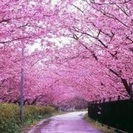 カワズ桜 250cm