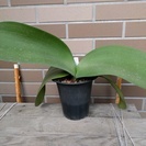 マユハケオモト(ハエマンサス）のピンクバナです（開花大株）