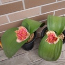 マユハケオモト(ハエマンサス）のピンクバナです（開花大株）