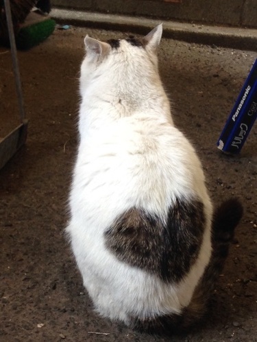 背中にハートの模様の可愛い猫ちゃんです はれぽぽ 岡山の猫の里親募集 ジモティー