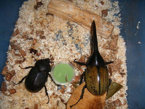 ヘラクレス、ヘラクレス♂♀ペアー