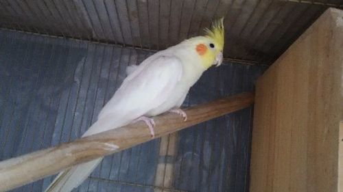 白オカメインコ 決まりました Furo Ram 舎人のその他の里親募集 ジモティー