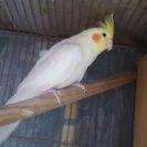 白オカメインコ  決まりました