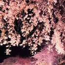 京都 醍醐寺 ライトアップ夜桜の特別拝観 3/30 19時から