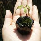 ✨豆鉢✨250円✨豆盆栽用の植木鉢です✨