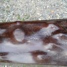 ■黒檀床の間 無垢柱 極上品一点物★建築屋さんの長期在庫未使用品の格安出品です♪
