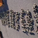 単管パイプ　クランプ　多数