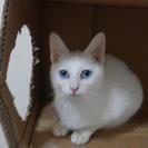 【子猫】目の大きな白猫の女の子【5～6月程】 - 岡山市