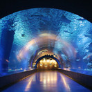 4月15日(4/15)  幻想的な空間を楽しめる！海の生き物見にいく江ノ島水族館コン！の画像