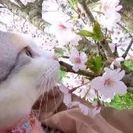 仔猫(メス)の里親になりたいです