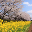 🍻春のお花見🍻の画像