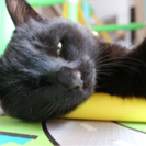 生後半年程の黒猫、大人しいオスです。 − 愛媛県