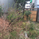 戸建ての草刈り − 東京都