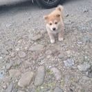 可愛がって下さる方に - 犬